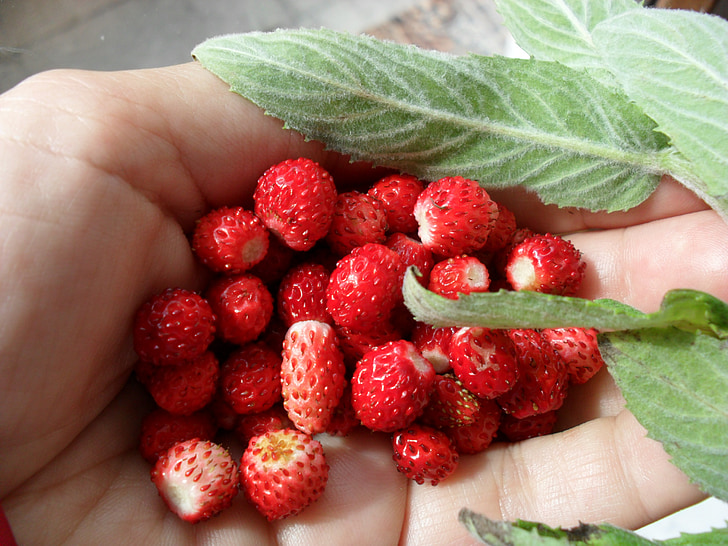wild strawberries, berries, straw, fruit, green, nature, strawberry
