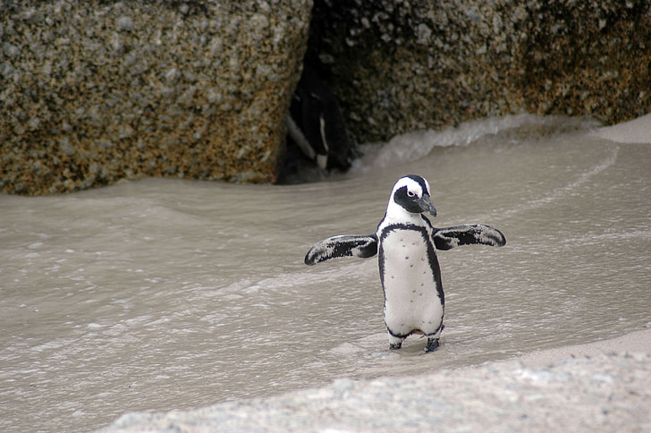 Pingüí de Magallanes, Spheniscus magellanicus, ocell, animal, valent, Àrtic, vida silvestre