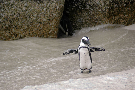 Магелланово пингвинов, Новозеландский spheniscus, птица, животное, мило, Арктика, Дикая жизнь