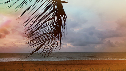beach, palm, sea, sunset, holiday, water, sky