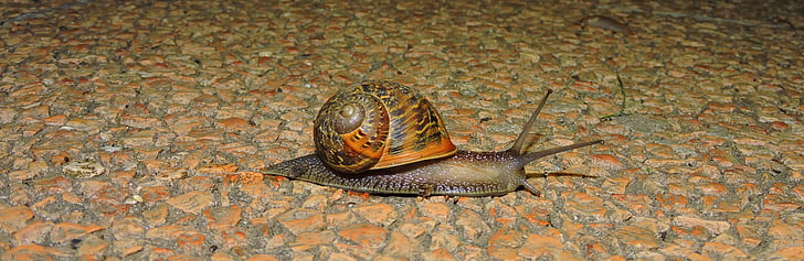 snail, crawl, animal, slimy, house