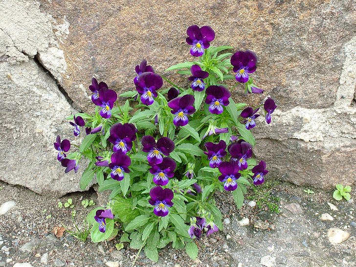 summer, flower, wall, purple