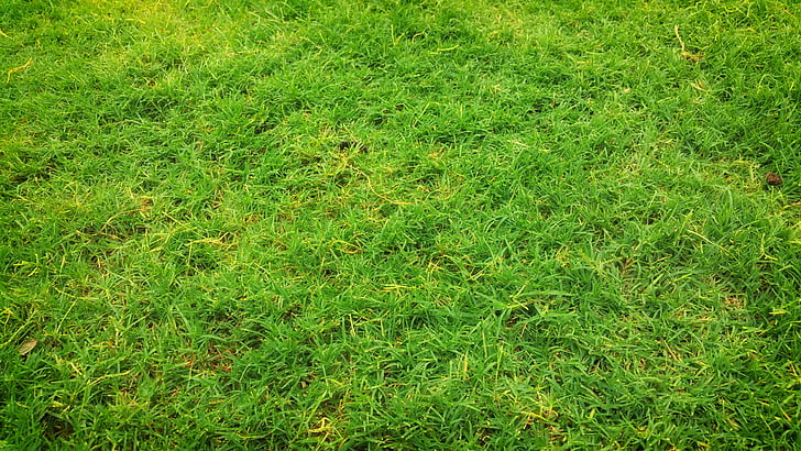 domaine, herbe, terrain avec gazon, terre d’herbe, Prairie, vert, herbe verte