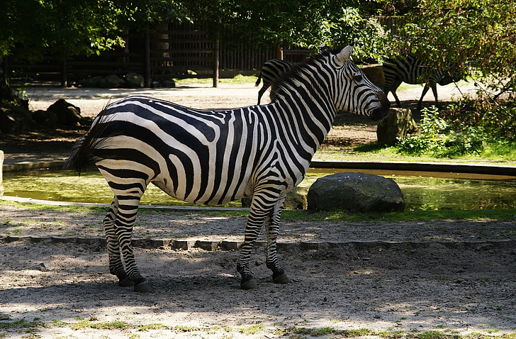 Zebra, pattedyr, dyr, Zoo, pattedyr, Afrika, Wildlife