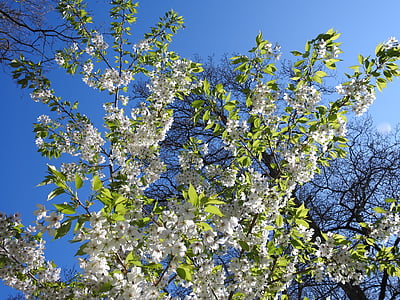 Blossom, kirsikka, kirsikankukka, kirsikankukkia, kevään, puu, Luonto