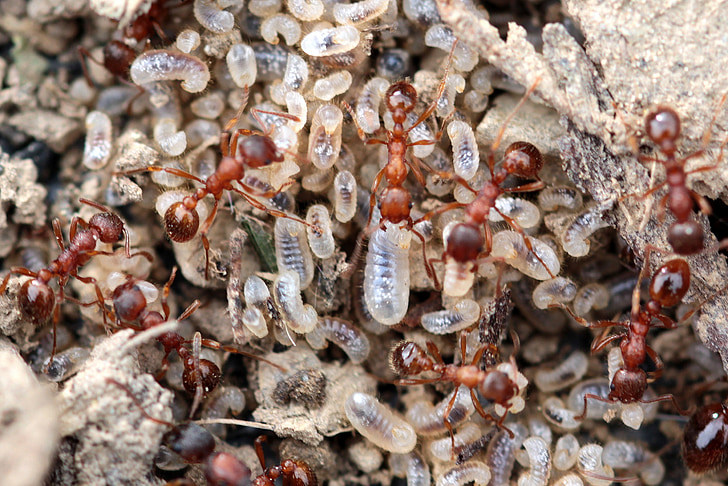 semut Taman merah, myrmica rubra, larva semut, transparan, berbulu, menghancurkan sarang semut, pekerja di dalam