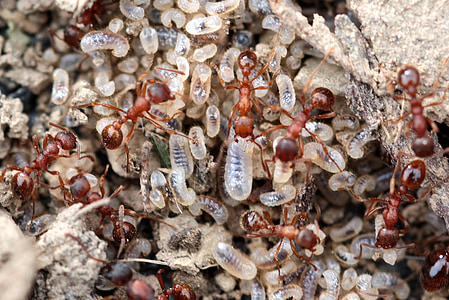 red garden ant, myrmica rubra, ant larvae, transparent, hairy, destroyed ant nest, worker inside