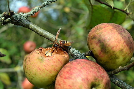 Wasp, Apple, insect, natuur, dier, Tuin