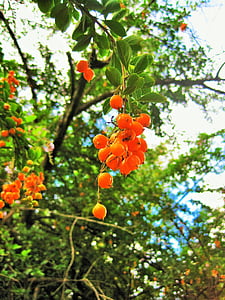 Duranta μούρα, δέντρο, Duranta, μούρα, Σπόροι, πορτοκαλί, Γύρος