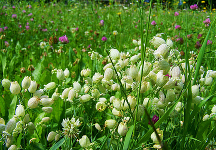 白色花 m, 草地上的野花, 自然, 夏季, 花, 植物, 绿色的颜色