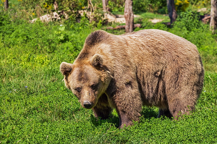 grizzly, medveď, Zelená, tráva, pole, Príroda, medveď hnedý