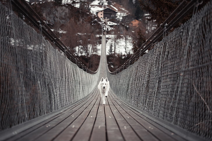 dog, animal, pet, walk, schäfer dog, bridge, leisure