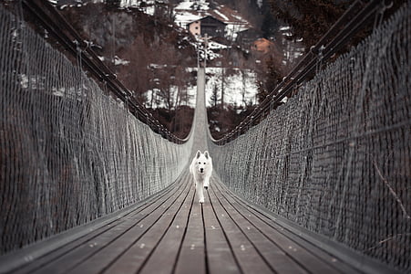 šuo, gyvūnų, naminių gyvūnėlių, pėsčiomis, Schäfer šuo, tiltas, laisvalaikio