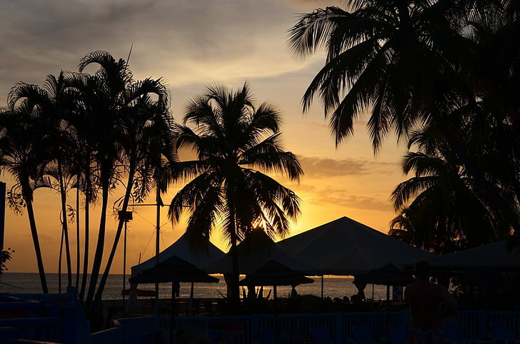 landskap, Martinique, solnedgång, palmer