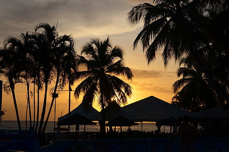 landschap, Martinique, zonsondergang, palmbomen