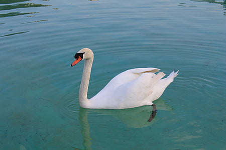 swan, bird, graceful, lake, water, white, beautiful