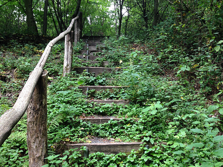 bosque, escaleras, escalera de bosque, sendero del bosque, naturaleza, poco a poco, distancia