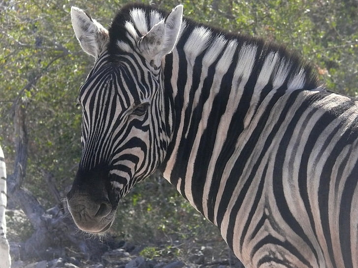 Zebra, Namibia, djur, afrikanska, däggdjur, växtätare, Safari
