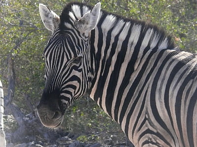 Zebra, Namíbia, animais, Africano, mamífero, herbívoro, safári