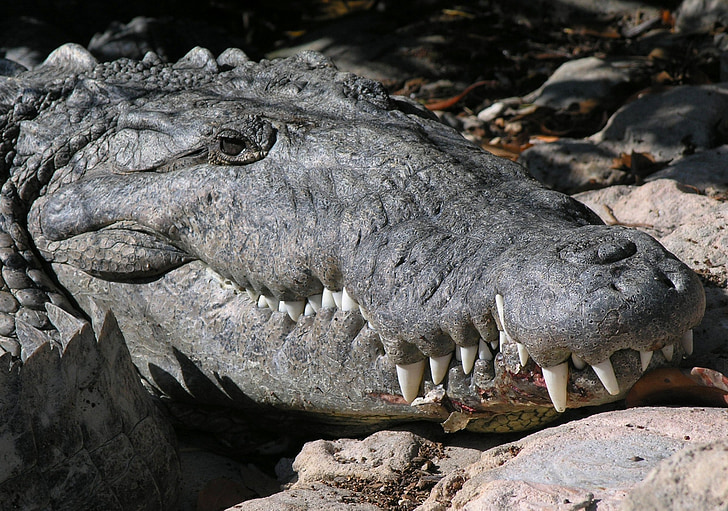 crocodile, sauvage, animal, amphibiens, Shy, reclus, Predator