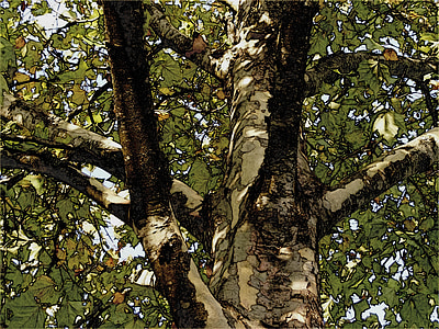 árbol plano, árbol plano de Londres, sicomoro, Platanaceae, árbol, tronco, corteza