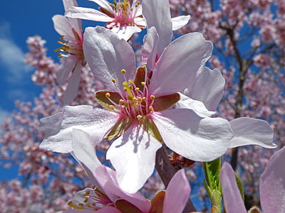 almond bunga, latar depan, pohon almond, florir, bunga, Blossom, kerapuhan
