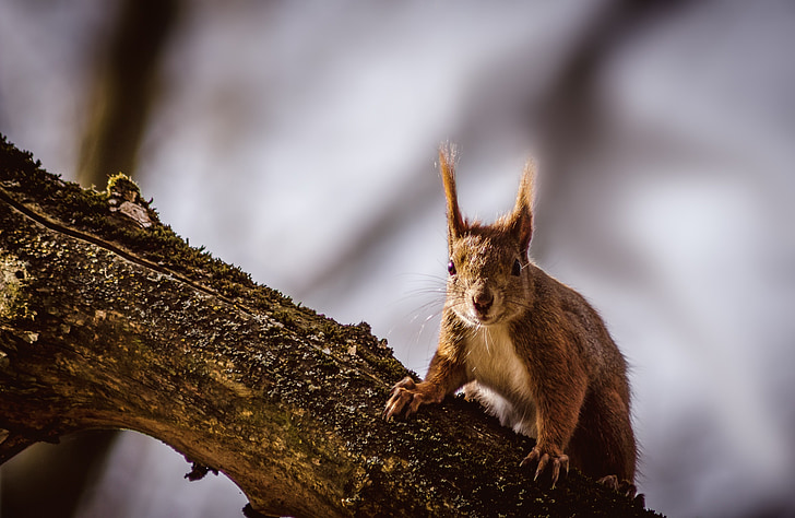 squirrel, animal, nature, rodent, forest, wildlife photography, forest animals