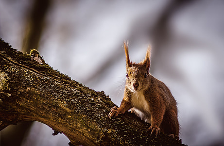 esquilo, animal, natureza, roedor, floresta, fotografia da vida selvagem, animais da floresta