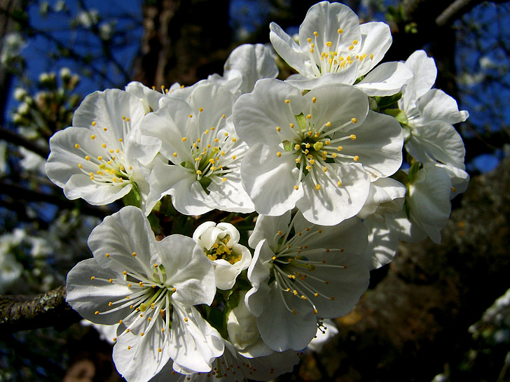 arbre en flor de cirerer, flor blanca, primavera