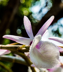 Wild orchid, orchidea, biela fialová, kvet, kvet, kvet