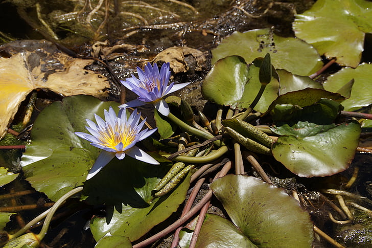 vodo lilije, cvet, cvet, modra, vodne rastline, ribnik, narave