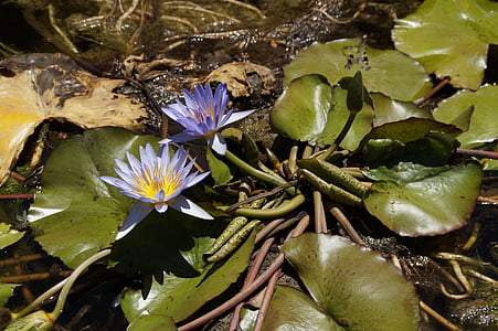 водни лилии, Блосъм, Блум, синьо, водни растения, езерото, природата
