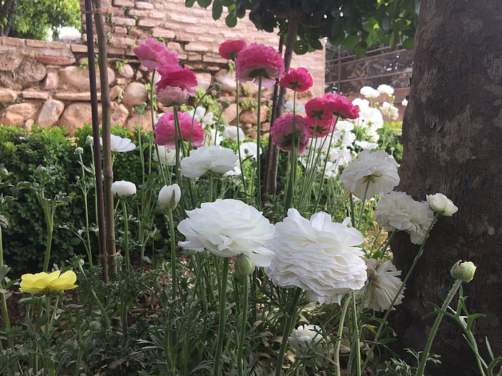 bloemen, Alhambra, Generalife, bloem, natuur, plant