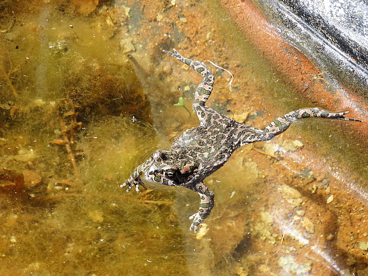 frog, toad, amphibians, pond