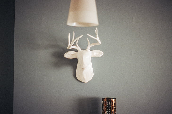 white, taxidermy, reindeer, head, bust, wall, decor