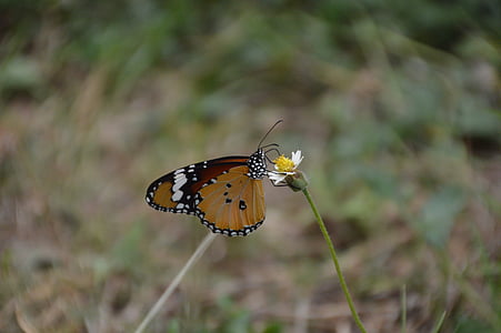 mariposa, en la parte superior