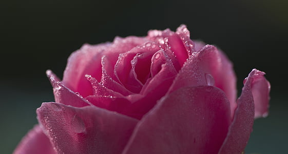 rose, dew, pink, red, beaded, dewdrop, flower