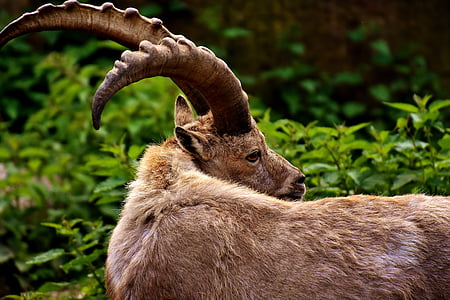 capricorn, horns, animal, animal world, wildlife photography, zoo, hellabrunn