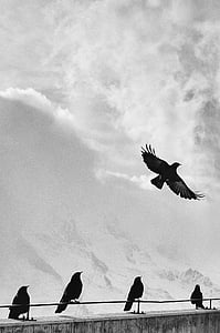 aves, empoleirado, céu, preto e branco, vida selvagem, natureza, animal