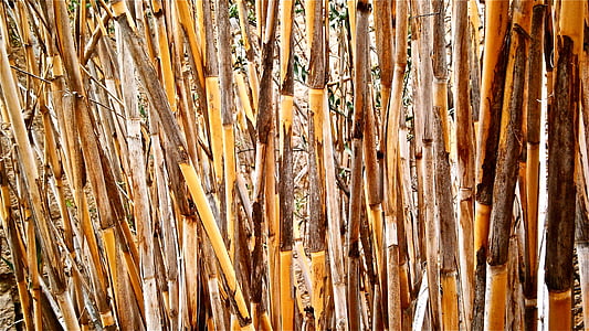 canya, canya de Sant Joan, tiges cilíndriques, vegetals, botànica, natura, paper d'empaperar
