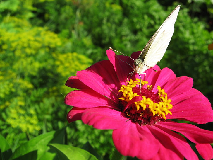 motýl, motýl na květu, růžový květ, bílý motýl, léto, Příroda, hmyz