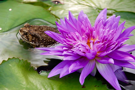 lirio de agua, púrpura, florecido, flor, floración, estanque, planta acuática