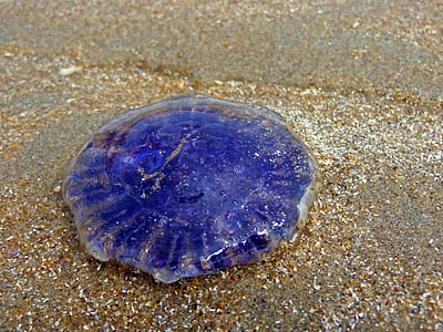 jellyfish, beach, sea, north sea, blue, sand, toxic