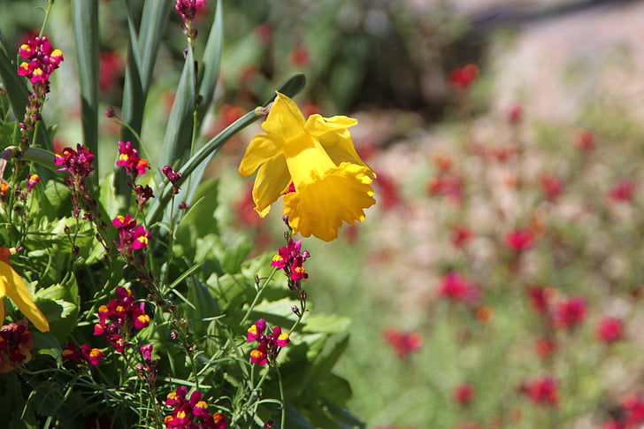 Daffodil, San antonio botaniska trädgård, blomma, Flora