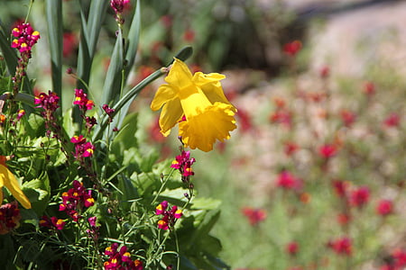 Narcis, Botanički vrt San antonio, cvijet, flore