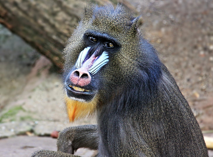 abe, Zoo, dyrenes verden, tankevækkende, primat, væsen, dyreliv fotografering