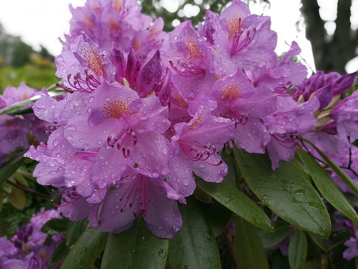Rhododendron, kukka, terälehti, Puutarha, Luonto, kesällä, violetti