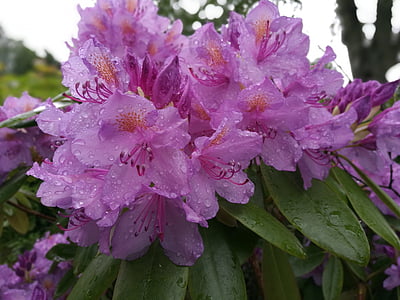 Rhododendron, kukka, terälehti, Puutarha, Luonto, kesällä, violetti