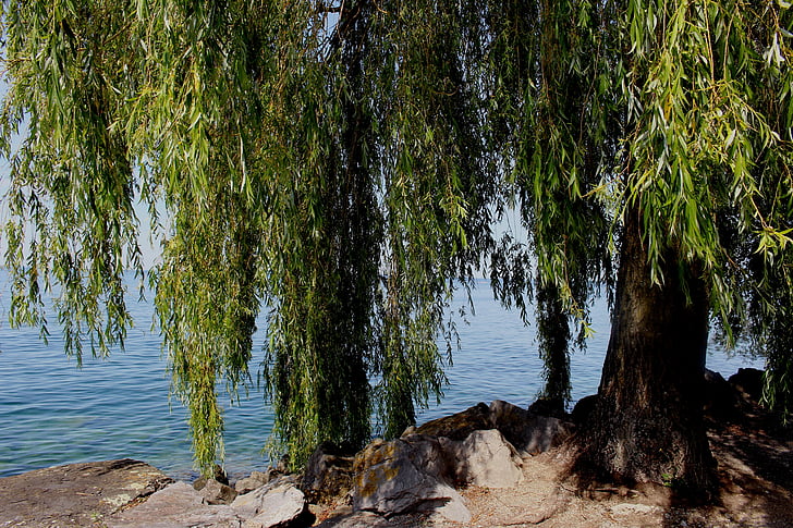 Weeping willow, träd, atmosfär, sjön, Bank, stenar, Bodensjön
