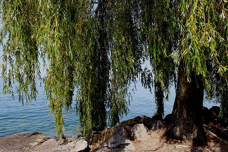 weeping willow, tree, atmosphere, lake, bank, stones, lake constance